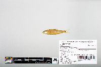 Notropis hudsonius image