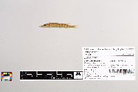 Esox niger image