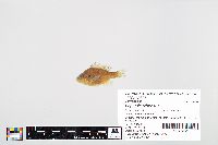 Lepomis gibbosus image