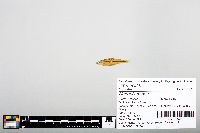 Notropis boops image