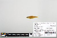 Notropis boops image