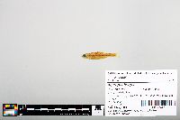 Notropis boops image