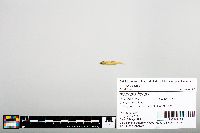 Notropis boops image