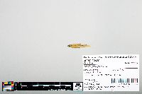Notropis greenei image