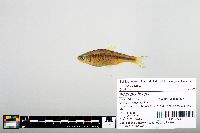Notropis boops image