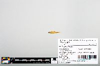 Notropis boops image