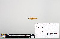 Notropis boops image