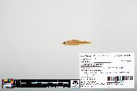 Notropis greenei image