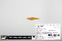 Notropis boops image
