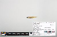 Notropis boops image