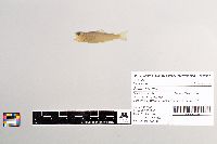Salmo trutta image