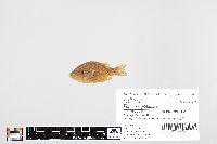 Lepomis gibbosus image