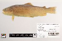 Salmo trutta image