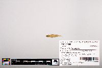 Notropis heterolepis image