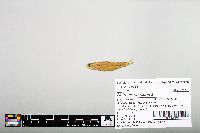 Notropis hudsonius image