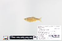 Cyprinella spiloptera image
