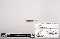 Notropis heterolepis image