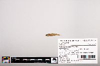 Notropis heterolepis image