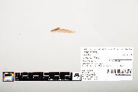 Noturus flavus image