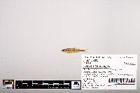 Notropis heterolepis image