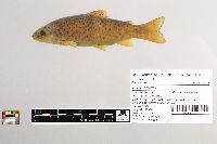 Salmo trutta image
