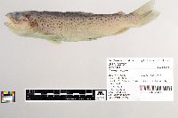 Salmo trutta image