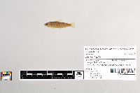 Salmo trutta image
