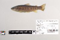 Salmo trutta image