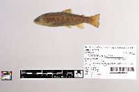 Oncorhynchus mykiss image