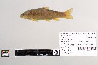 Salmo trutta image