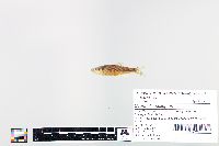 Cyprinella spiloptera image