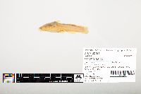 Noturus flavus image