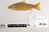 Salmo trutta image