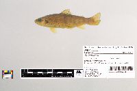 Salmo trutta image