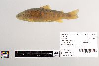 Salmo trutta image