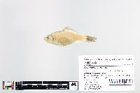 Carassius auratus image