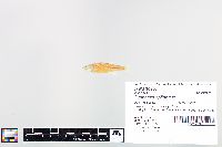 Cyprinella spiloptera image