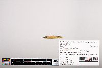 Notropis heterolepis image