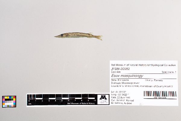 Esox masquinongy image
