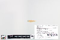 Cyprinella spiloptera image