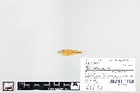 Cyprinella spiloptera image
