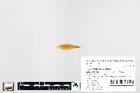 Cyprinella spiloptera image