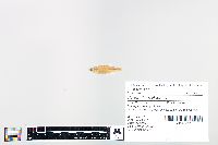 Cyprinella spiloptera image