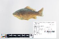 Carassius auratus image