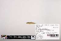 Notropis heterolepis image