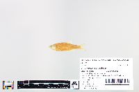 Cyprinella spiloptera image