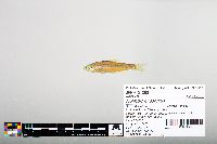 Notropis hudsonius image