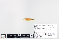 Cyprinella spiloptera image