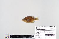 Lepomis macrochirus image