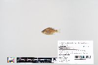 Lepomis macrochirus image